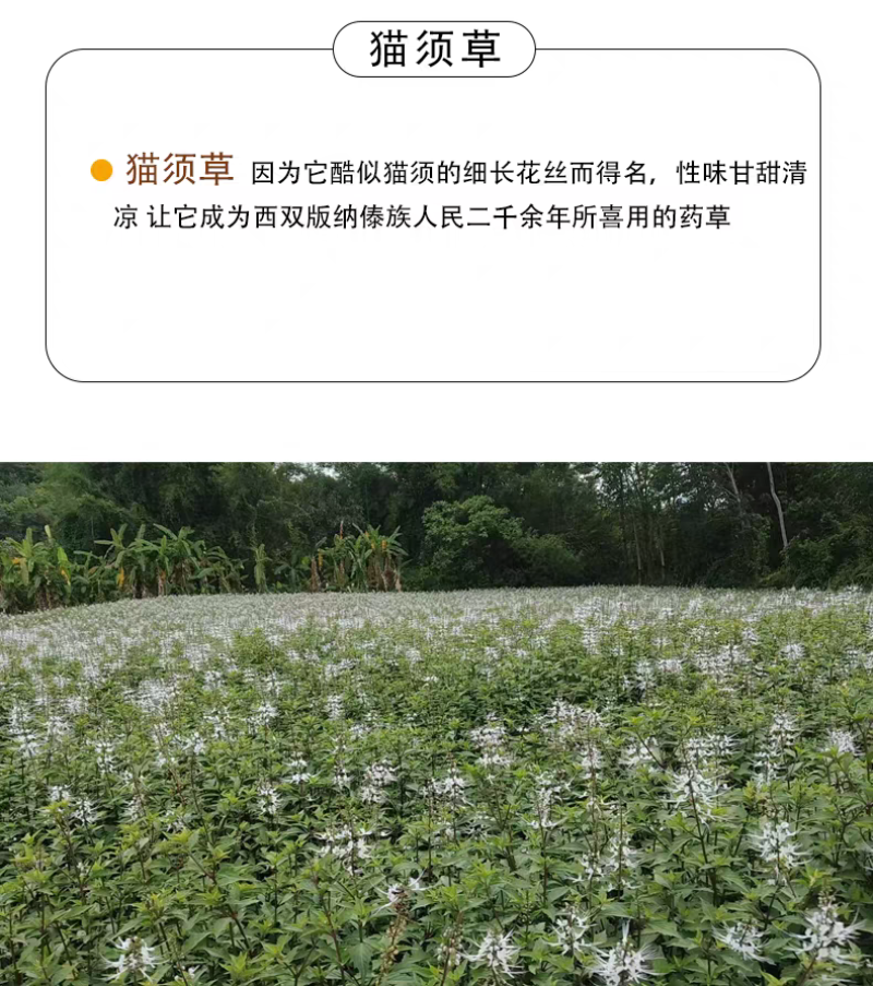 2025年云南西双版纳猫须草中药材野生猫须草