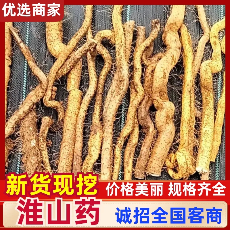 广西仿野生灵芝山药百亩种植（约十万斤）量大从优可视频
