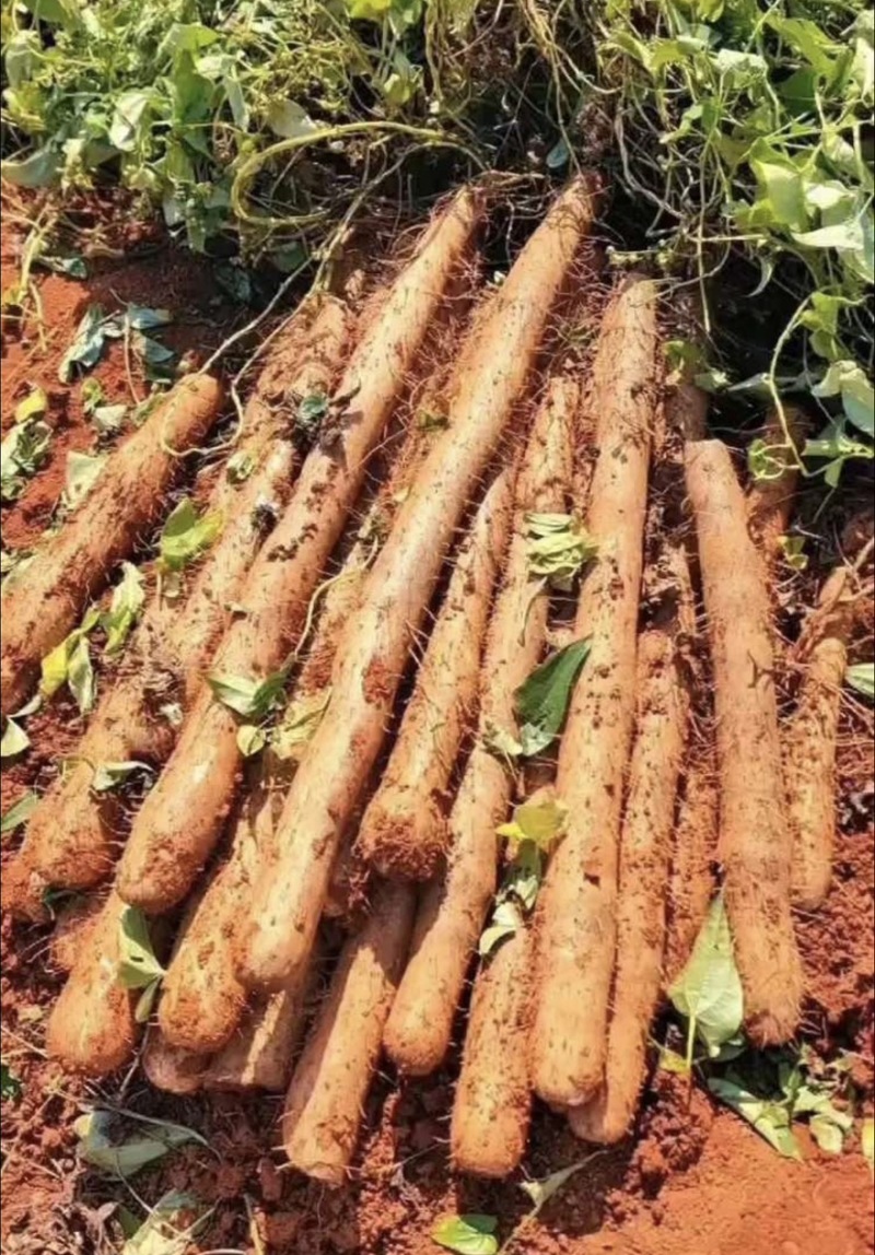 广西仿野生灵芝山药百亩种植（约十万斤）量大从优可视频