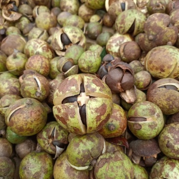 山茶油