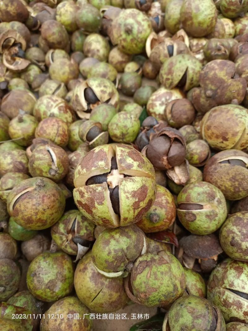 山茶油