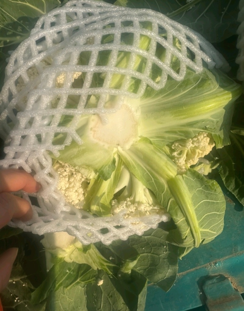 菜花松花菜有机花菜基地直供量大从优供全国商超市场