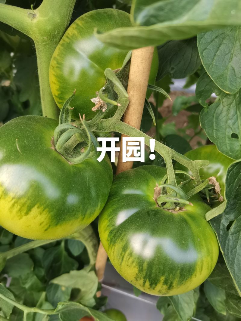 米易县桃太郎口感番茄上市，欢迎客商联系收购