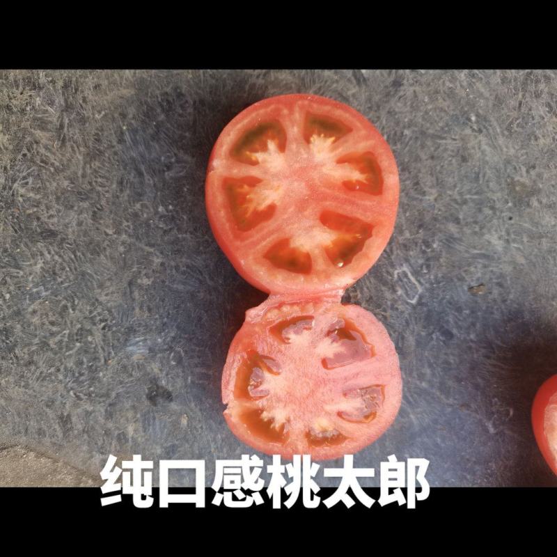 米易县桃太郎口感番茄上市，欢迎客商联系收购