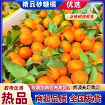 广西砂糖橘精品产地直发货源充足现摘现发欢迎来电