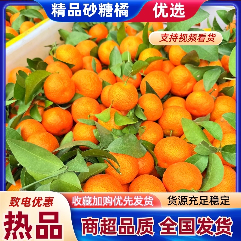 广西砂糖橘精品产地直发货源充足现摘现发欢迎来电