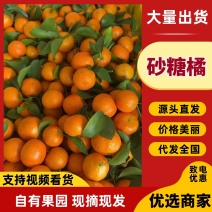 广西桂林荔浦精品砂糖橘大量上市口感纯甜一手货源