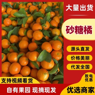 广西桂林荔浦精品砂糖橘大量上市口感纯甜一手货源