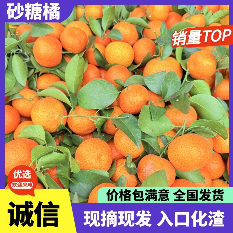 【精品砂糖橘】砂糖橘广西桂林产地大量上市口感纯甜保质保量电联