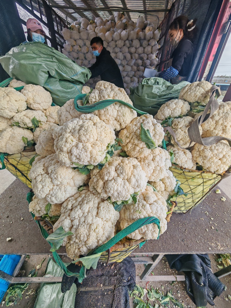 松花菜货量充足，价格真实，视频看货，对接商超市场社区