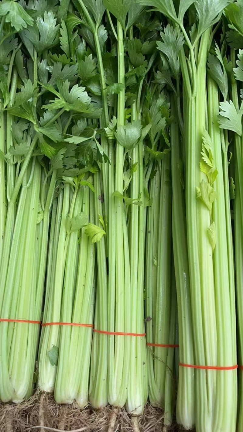 精品芹菜，香芹