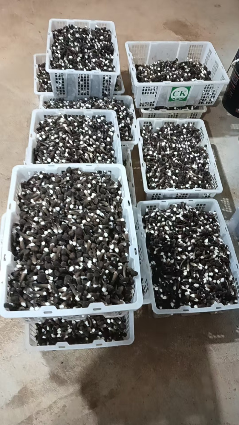 包邮黑皮鸡纵菌鲜货大量供应，基地直发，保质保量