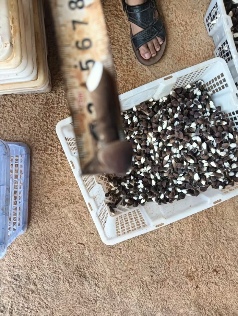 包邮黑皮鸡纵菌鲜货大量供应，基地直发，保质保量