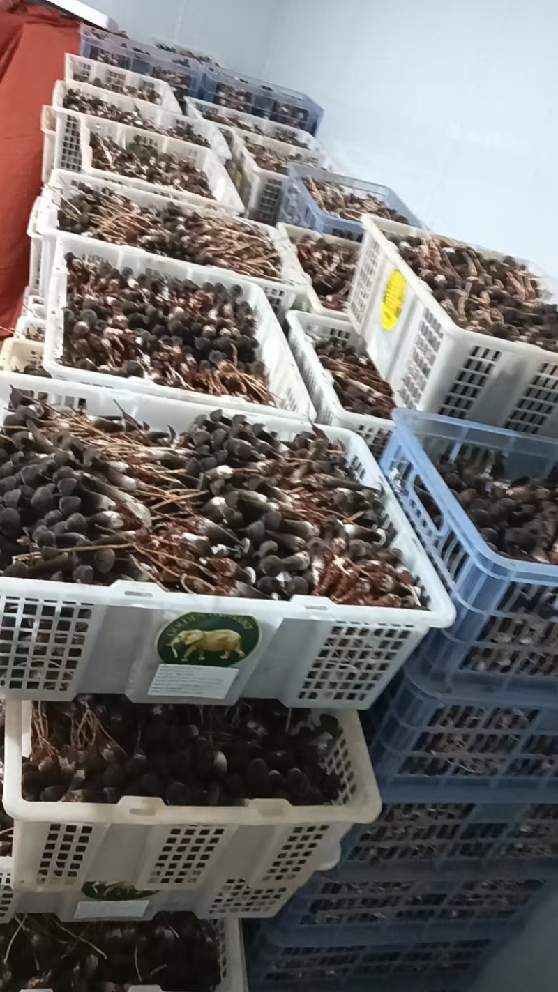 包邮黑皮鸡纵菌鲜货大量供应，基地直发，保质保量