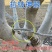 果树压枝神器拉枝器型拉枝定型器侧枝定型园林枝条花卉