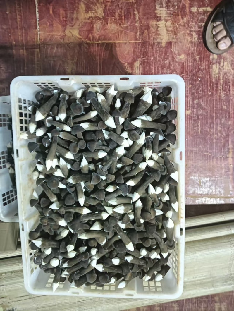 包邮黑皮鸡纵菌鲜货大量供应，基地直发，保质保量