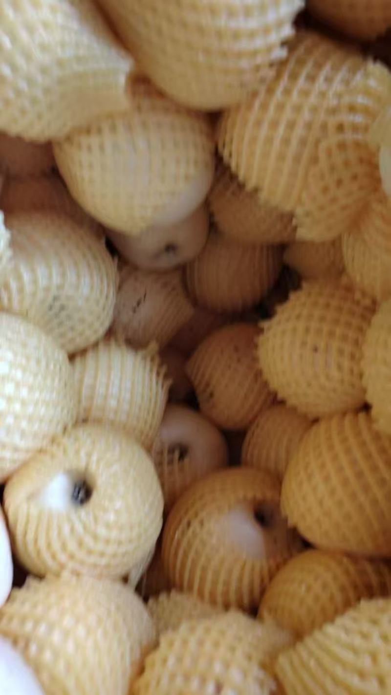 维纳斯黄金苹果