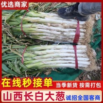 精品大葱山西大葱万荣大葱长白大葱大量供应全国发货