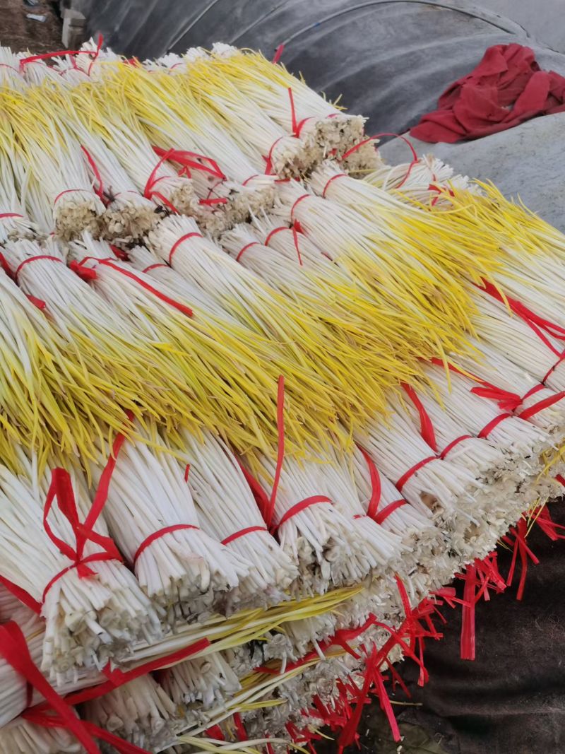 大掉价，产地蒜黄大量上市，精品两块，通货一块五