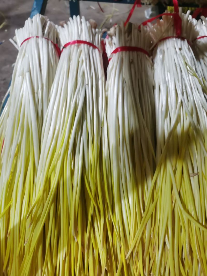 大掉价，产地蒜黄大量上市，精品两块，通货一块五