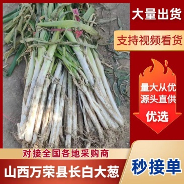 万荣大葱长白大葱，大量供应！质量保证欢迎选购咨询！