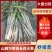 万荣大葱长白大葱，大量供应！质量保证欢迎选购咨询！