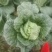 四川遂宁大白菜一手货源，