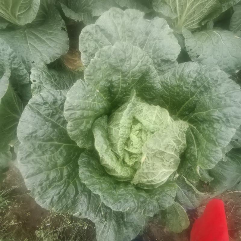 四川遂宁大白菜一手货源，