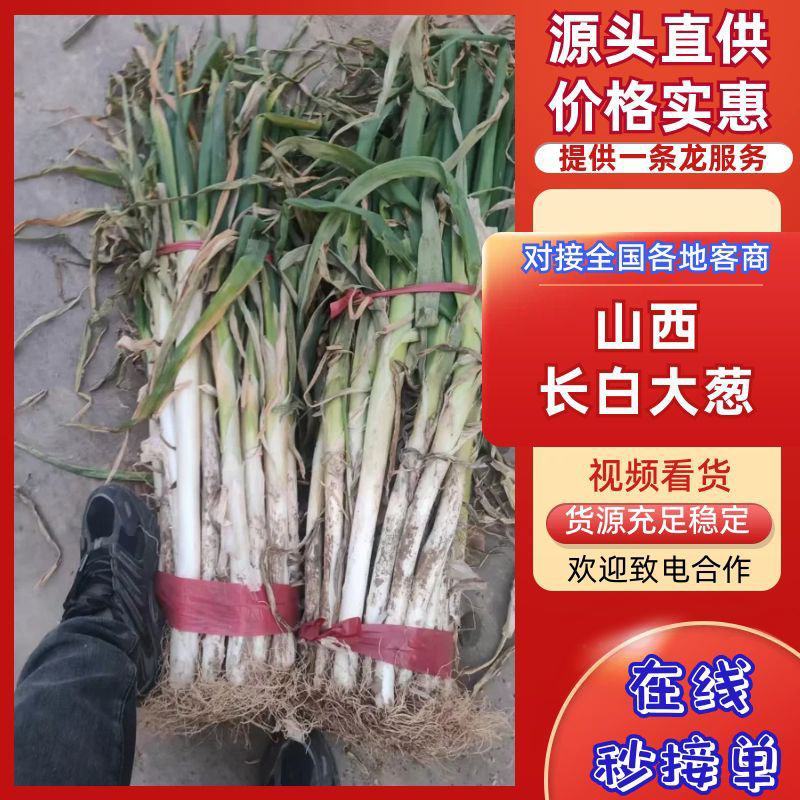 万荣精品长白大葱山西大葱大量供应可视频看货欢迎来电采