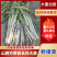 万荣精品长白大葱山西大葱大量供应可视频看货欢迎来电采