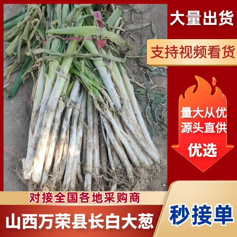 万荣精品长白大葱山西大葱大量供应可视频看货欢迎来电采
