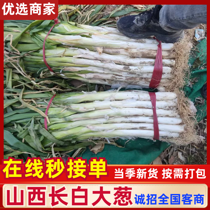 万荣精品长白大葱山西大葱大量供应可视频看货欢迎来电采
