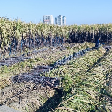 温岭甘蔗