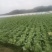 四川遂宁大白菜一手货源，