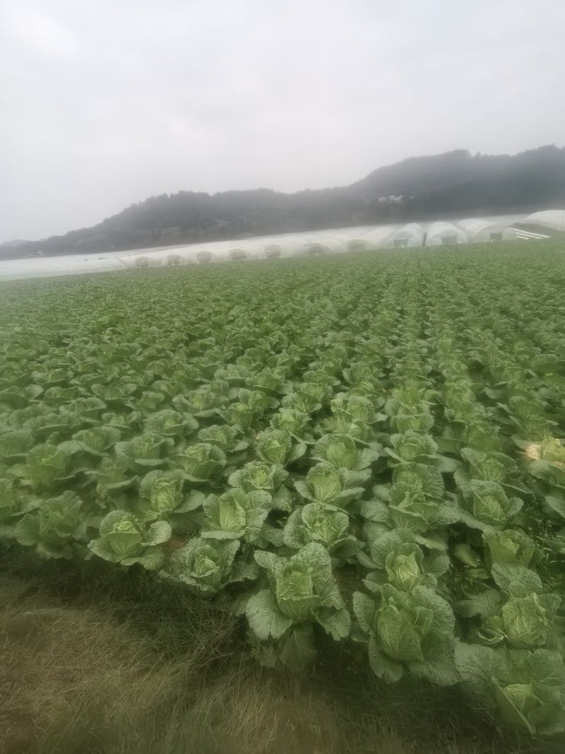 四川遂宁大白菜一手货源，