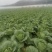 四川遂宁大白菜一手货源，