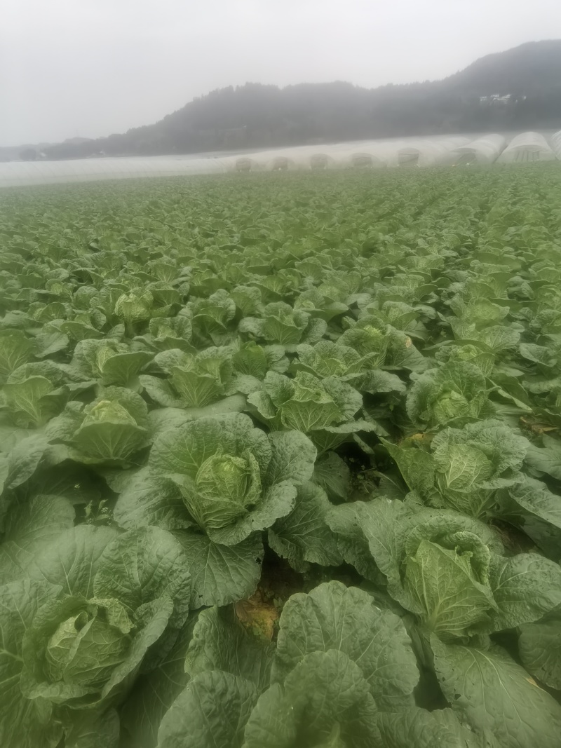 四川遂宁大白菜一手货源，
