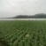 四川遂宁大白菜一手货源，