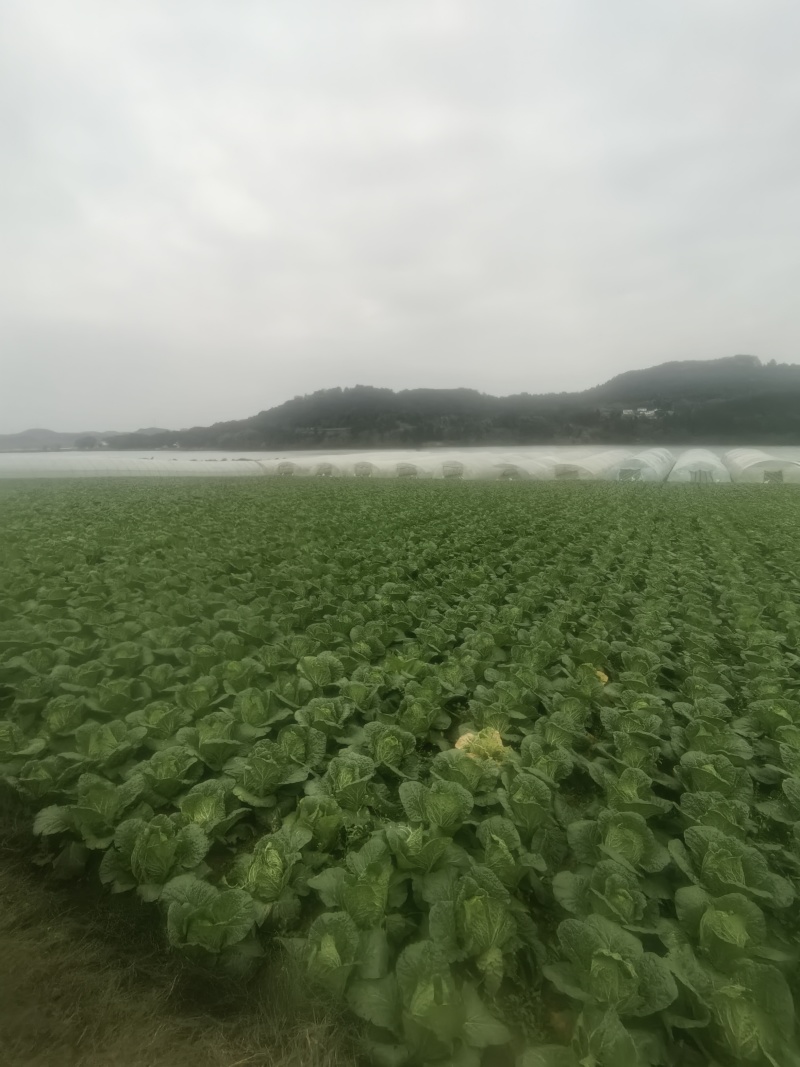 四川遂宁大白菜一手货源，