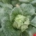 四川遂宁大白菜一手货源，