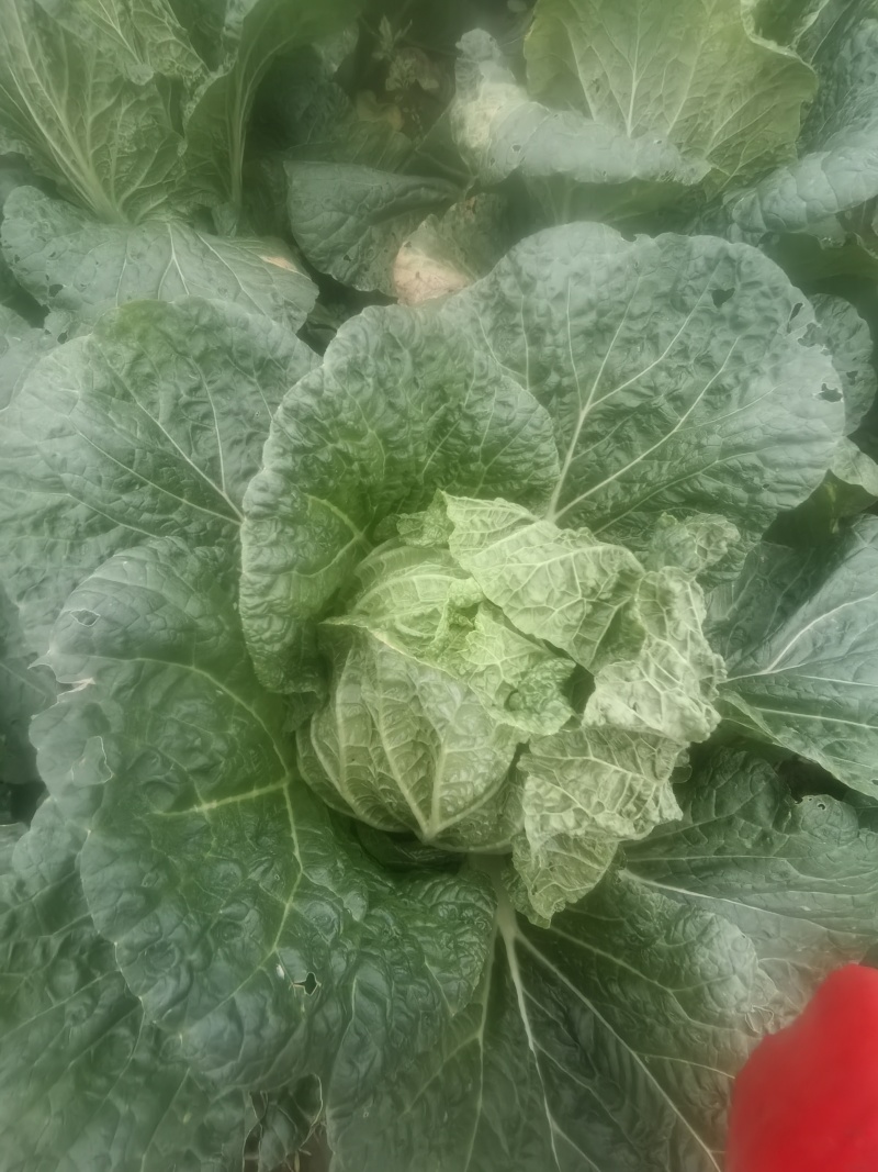四川遂宁大白菜一手货源，