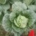 四川遂宁大白菜一手货源，