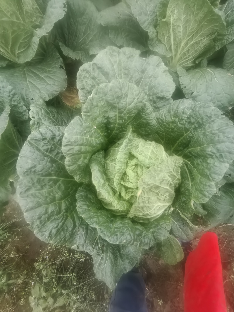 四川遂宁大白菜一手货源，