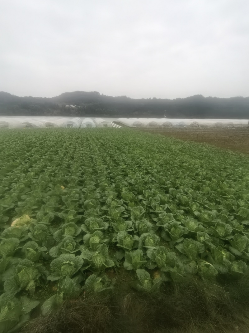 四川遂宁大白菜一手货源，