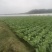 四川遂宁大白菜一手货源，