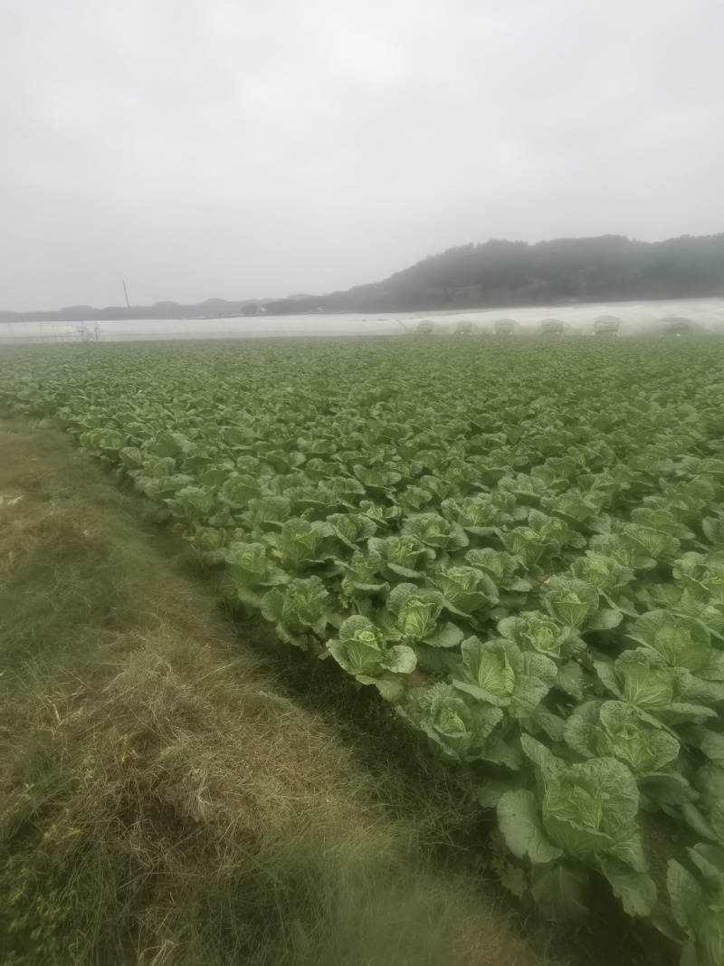 四川遂宁大白菜一手货源，