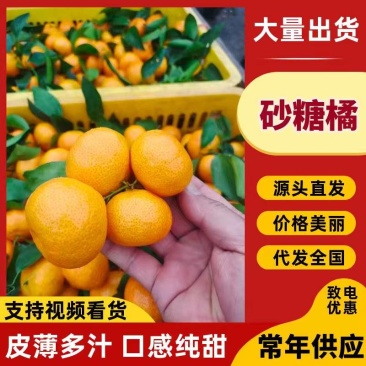 正宗沙糖桔，产地直发，果子口感甜，果面干静，艳色靓