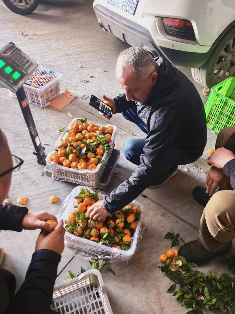广西沙糖桔清甜可口价格美丽质量好走货快欢迎询价
