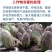 贝乐康磁化抗冻剂抗寒防冻肥预防冻害低温促长冻后修复氨基酸