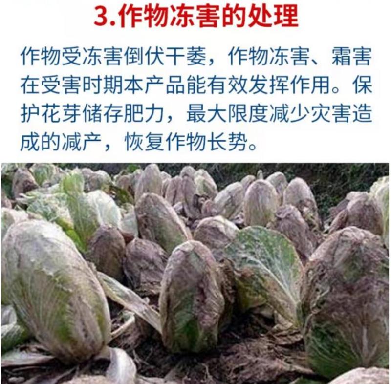 贝乐康磁化抗冻剂抗寒防冻肥预防冻害低温促长冻后修复氨基酸
